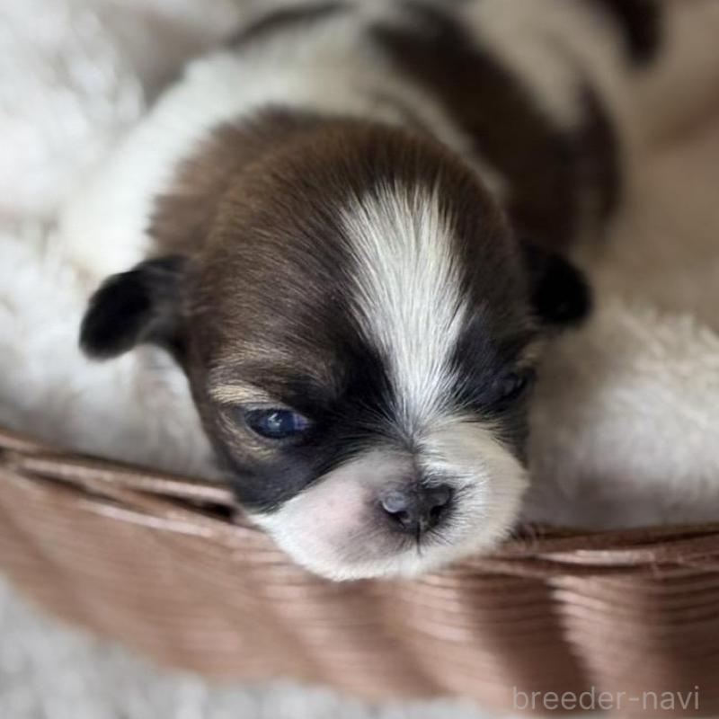 販売中の愛知県のシーズー-426652の6枚目