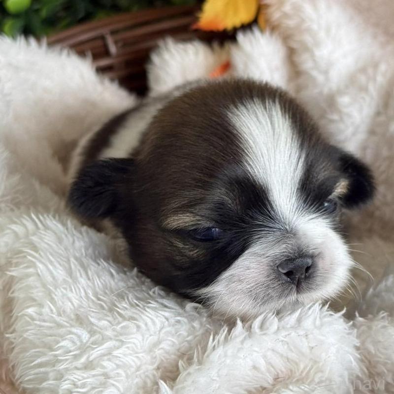 販売中の愛知県のシーズー-426652の5枚目