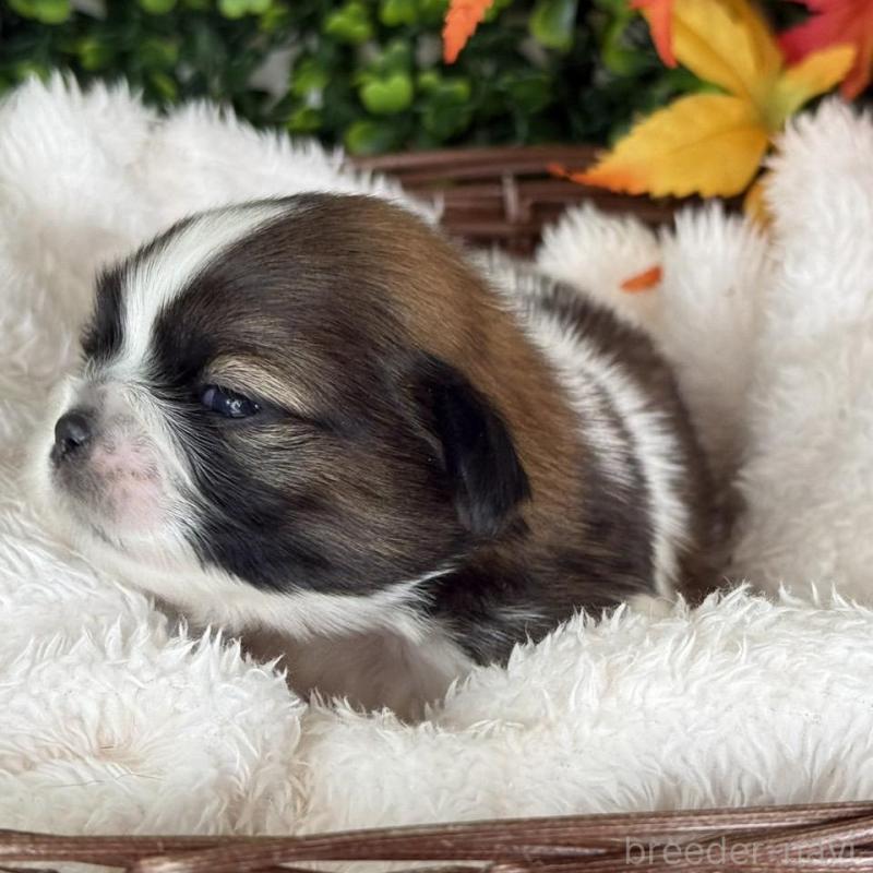 販売中の愛知県のシーズー-426652の4枚目