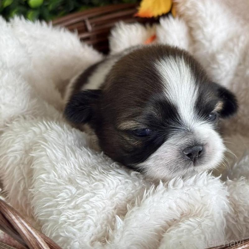 販売中の愛知県のシーズー-426652の3枚目