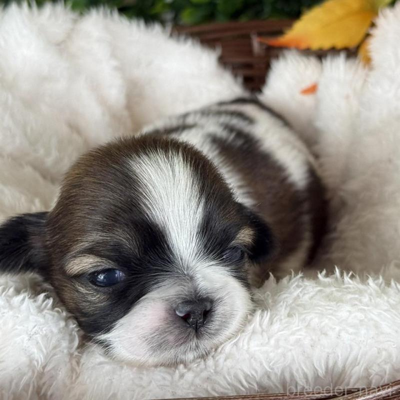 販売中の愛知県のシーズー-426652の2枚目