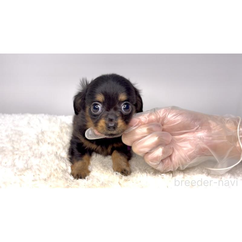 販売中の茨城県のチワックス:チワワ×ミニチュアダックスフンド-421349の5枚目