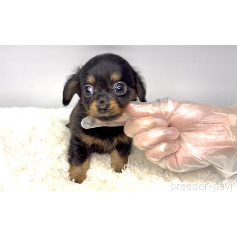 販売中の茨城県のチワックス:チワワ×ミニチュアダックスフンド-421349の4枚目