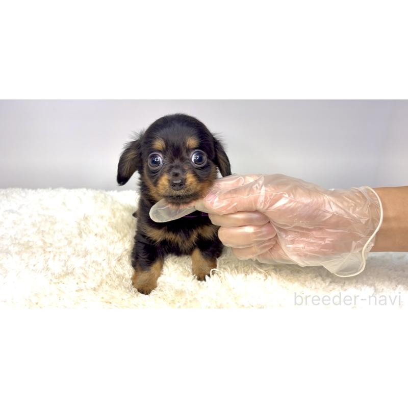 販売中の茨城県のチワックス:チワワ×ミニチュアダックスフンド-421349の3枚目