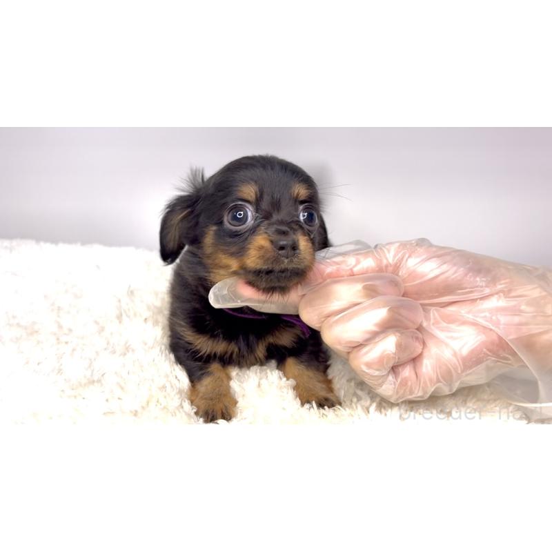 販売中の茨城県のチワックス:チワワ×ミニチュアダックスフンド-421349の2枚目