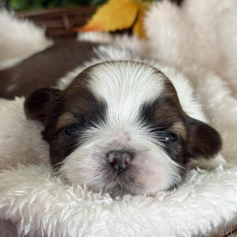 販売中の愛知県のシーズー-426653