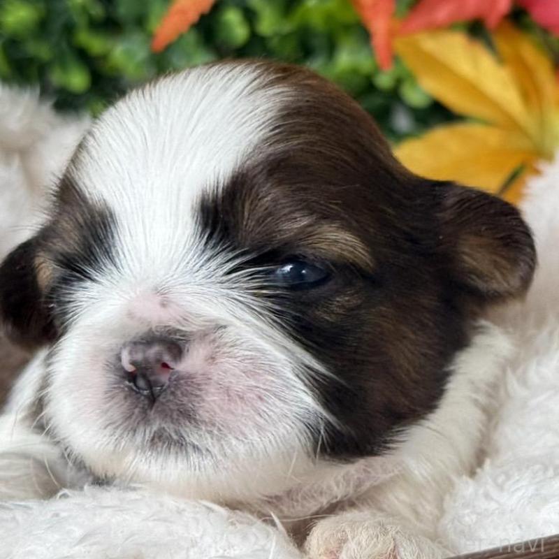 販売中の愛知県のシーズー-426653の6枚目