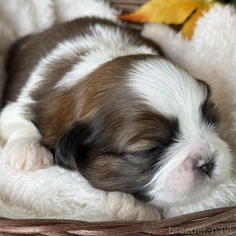 販売中の愛知県のシーズー-426653の5枚目