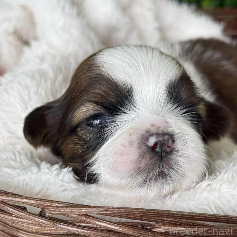 販売中の愛知県のシーズー-426653の4枚目