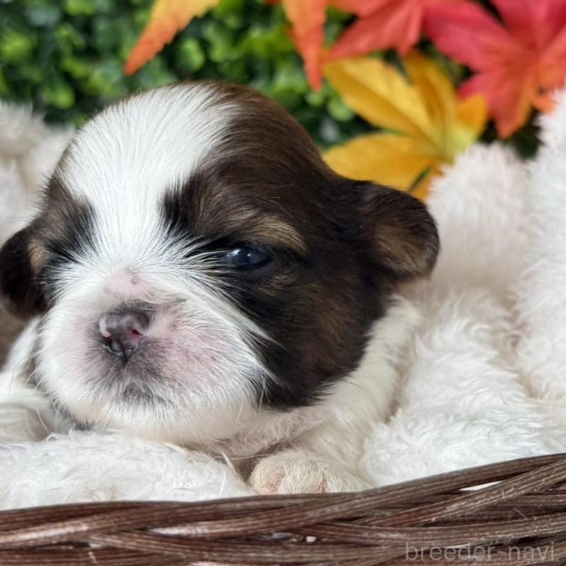 販売中の愛知県のシーズー-426653の3枚目