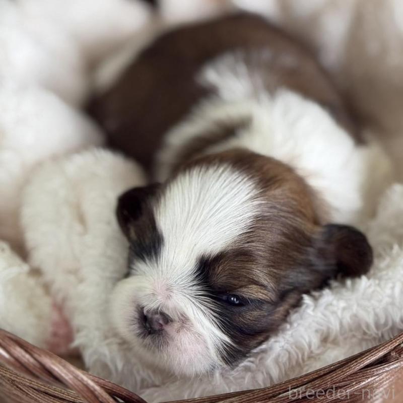 販売中の愛知県のシーズー-426653の2枚目