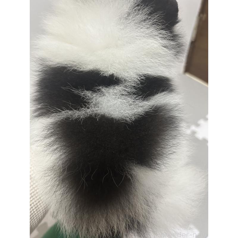 販売中の大阪府のポメラニアン-426460の3枚目