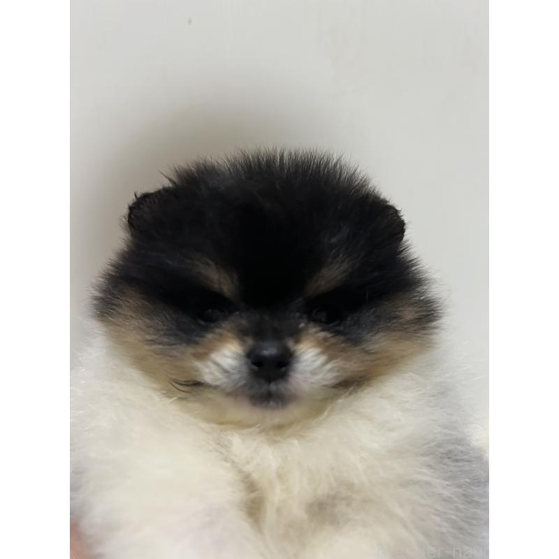 販売中の大阪府のポメラニアン-426460の2枚目