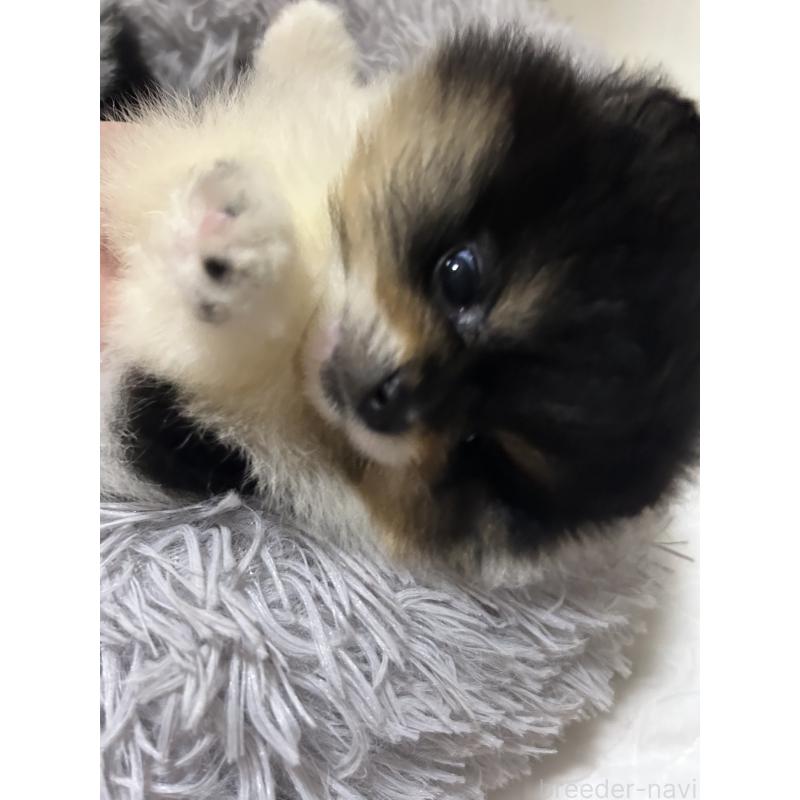 販売中の大阪府のポメラニアン-426456の2枚目