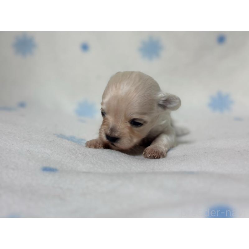 販売中の東京都のミックス犬-426476の6枚目