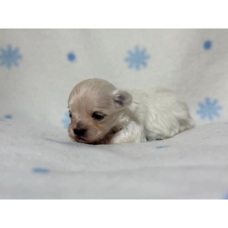 販売中の東京都のミックス犬-426476の5枚目