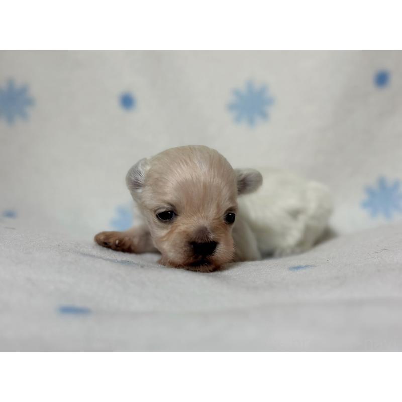 販売中の東京都のミックス犬-426476