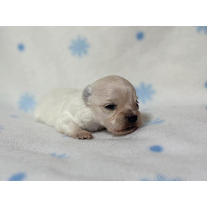 販売中の東京都のミックス犬-426476の4枚目