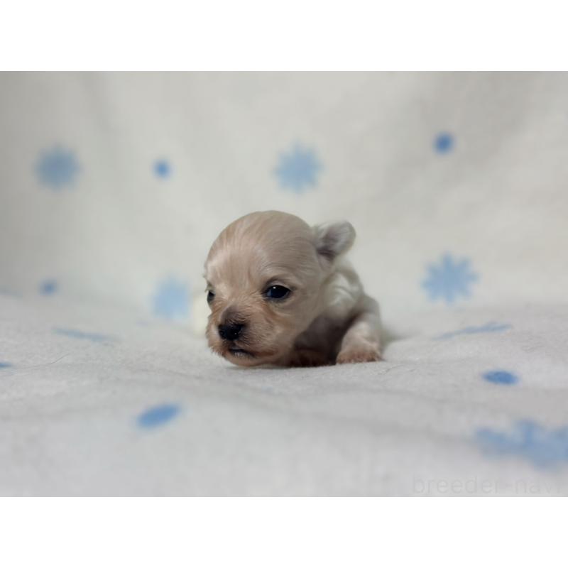 販売中の東京都のミックス犬-426476の3枚目