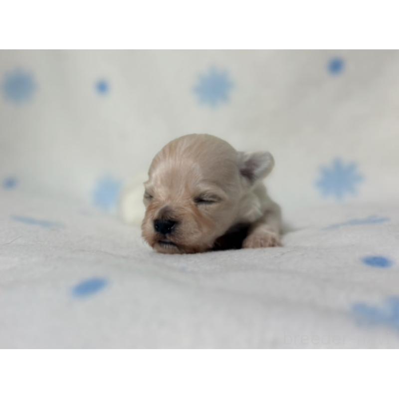 販売中の東京都のミックス犬-426476の2枚目