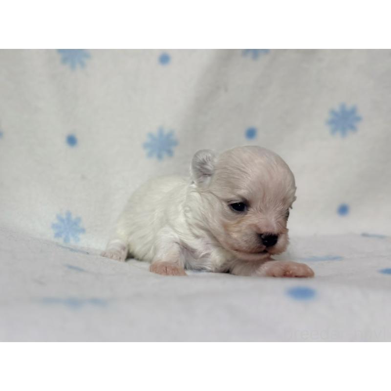 販売中の東京都のミックス犬-426477の9枚目