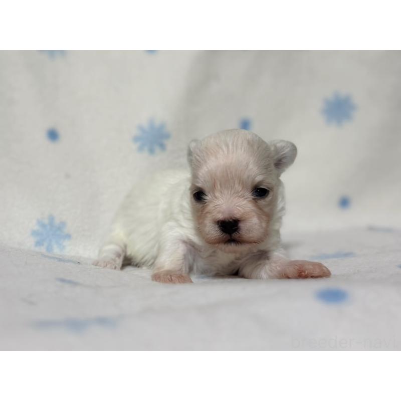 販売中の東京都のミックス犬-426477の8枚目