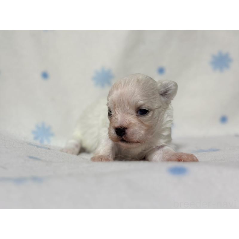 販売中の東京都のミックス犬-426477の7枚目