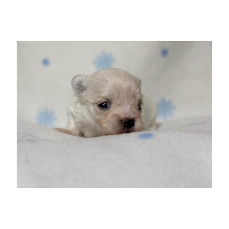 販売中の東京都のミックス犬-426477