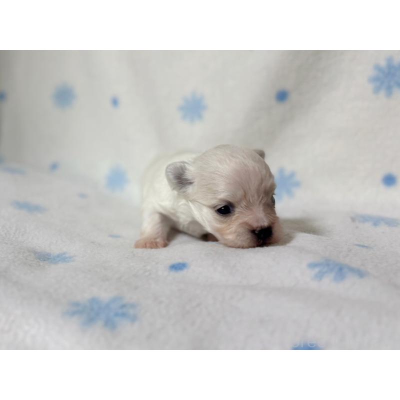 販売中の東京都のミックス犬-426477の6枚目