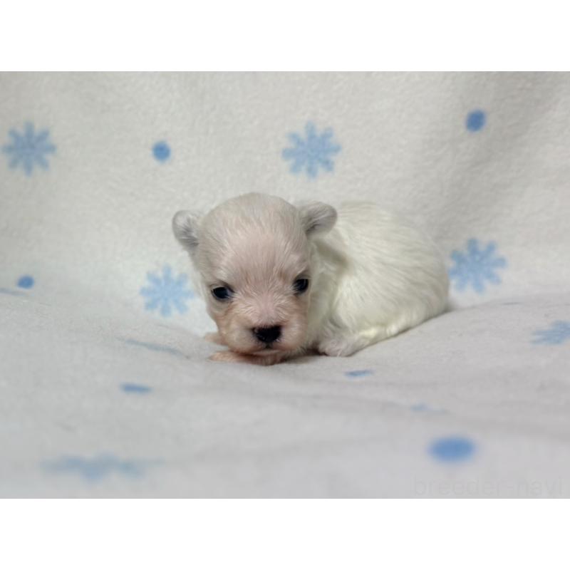 販売中の東京都のミックス犬-426477の5枚目