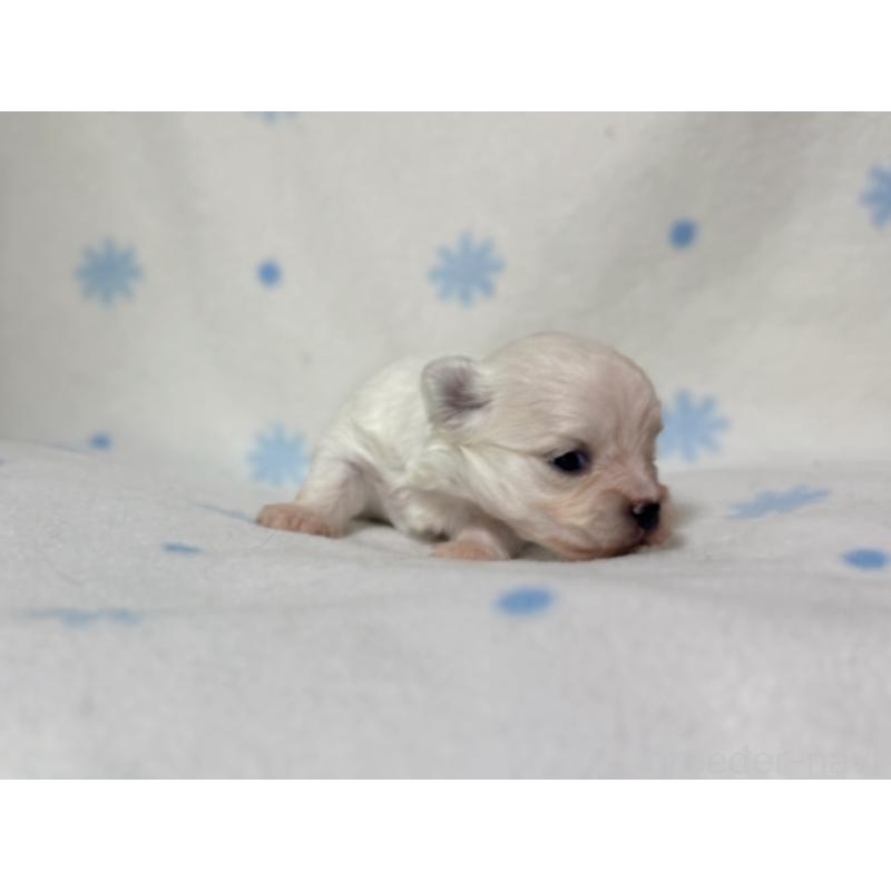 販売中の東京都のミックス犬-426477の4枚目