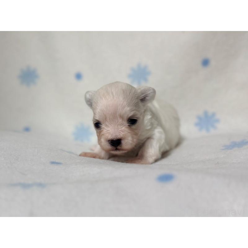 販売中の東京都のミックス犬-426477の3枚目