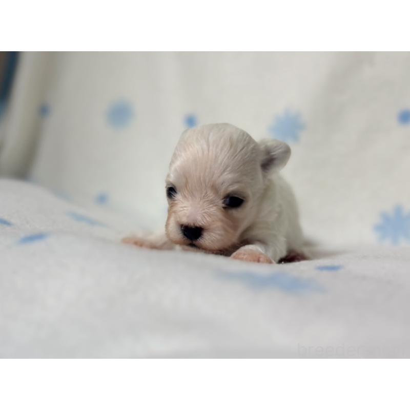 販売中の東京都のミックス犬-426477の2枚目