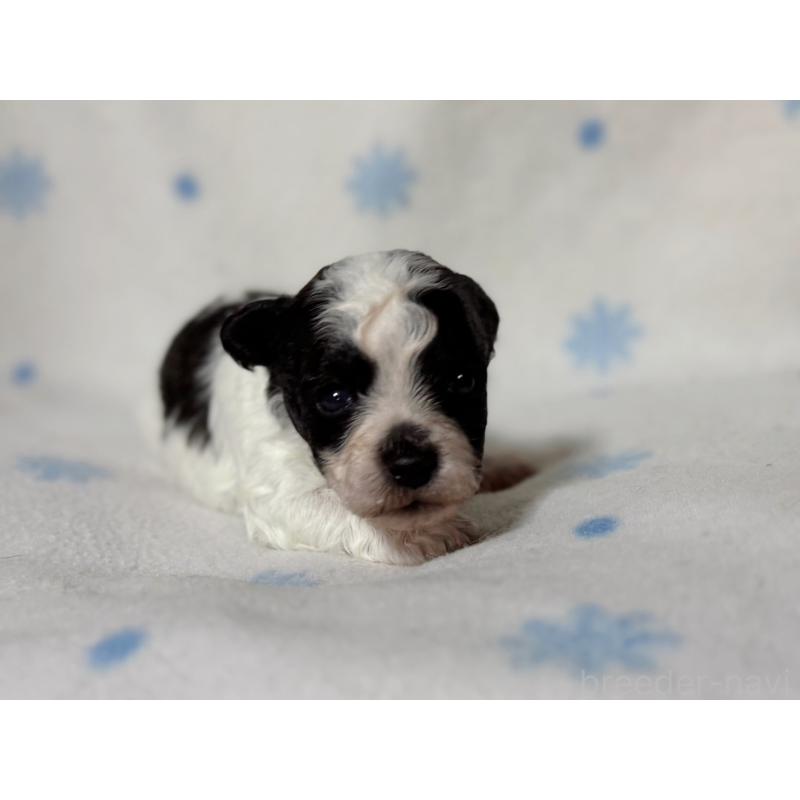 販売中の東京都のミックス犬-426478の1枚目