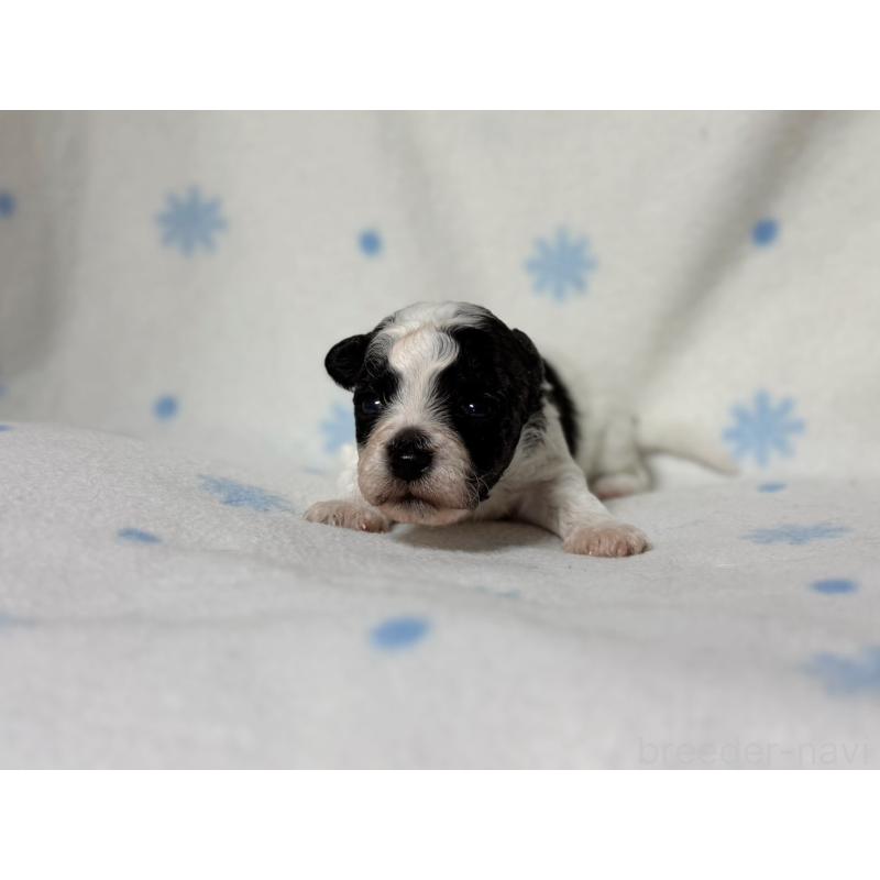 販売中の東京都のミックス犬-426478の8枚目