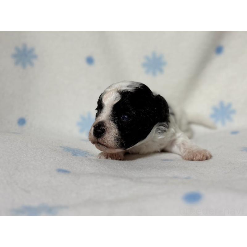 販売中の東京都のミックス犬-426478の7枚目