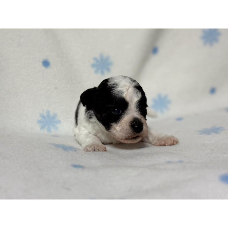 販売中の東京都のミックス犬-426478の6枚目