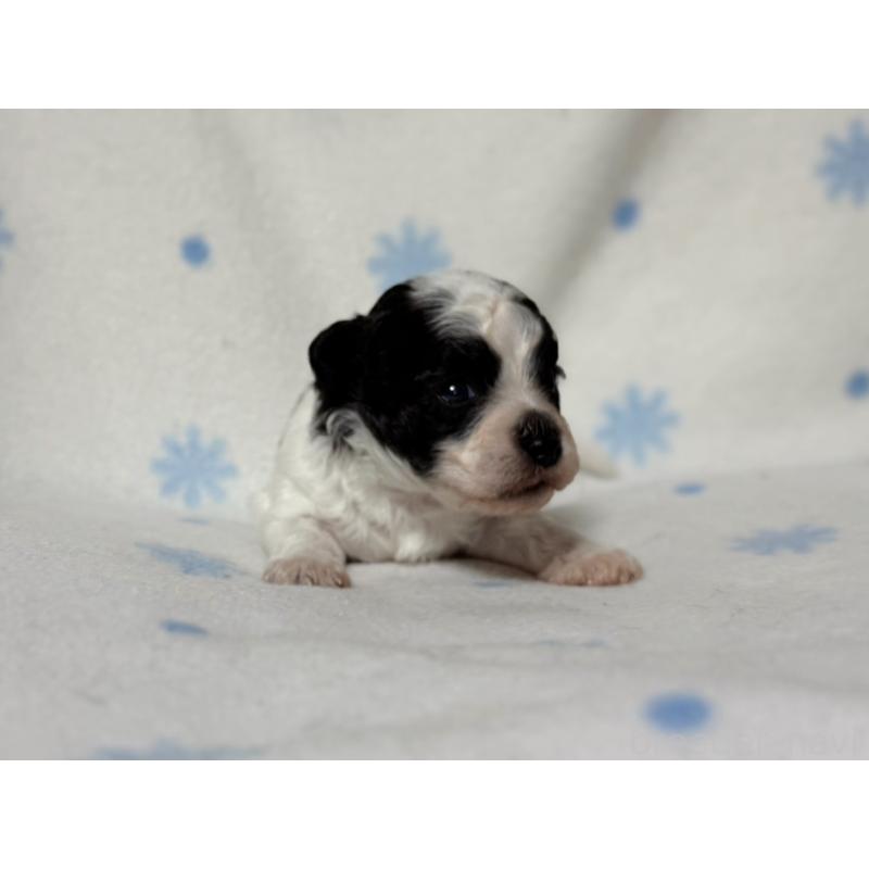 販売中の東京都のミックス犬-426478の5枚目