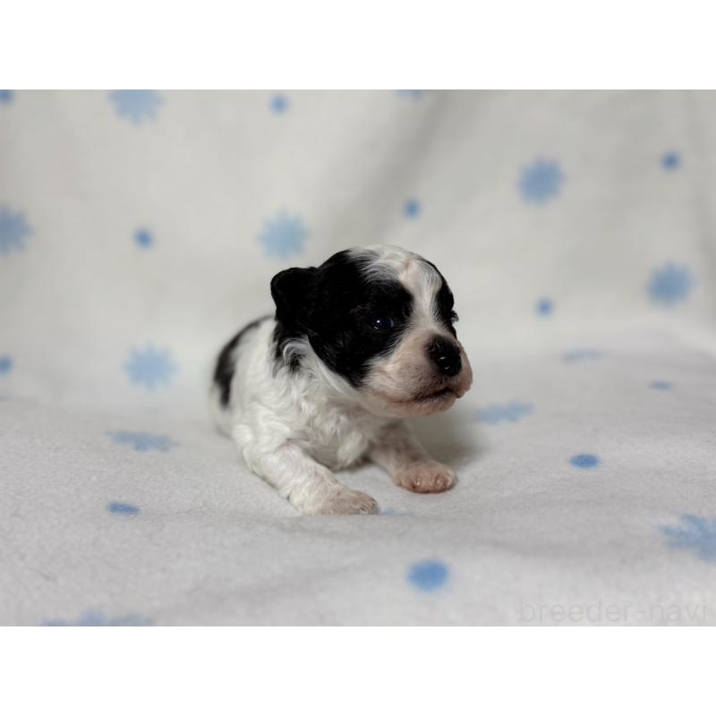 販売中の東京都のミックス犬-426478の4枚目