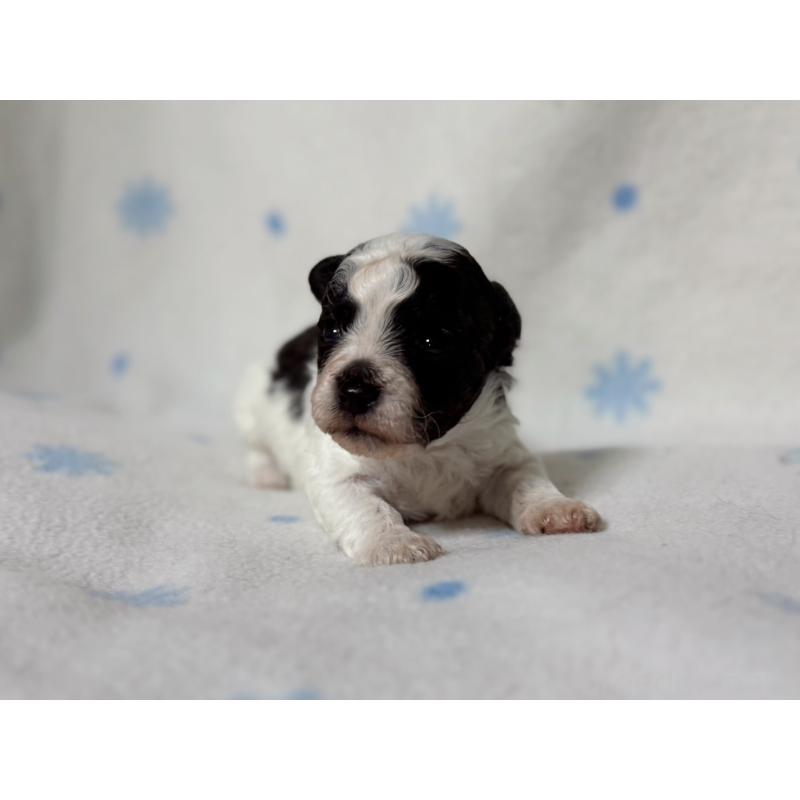 販売中の東京都のミックス犬-426478の3枚目