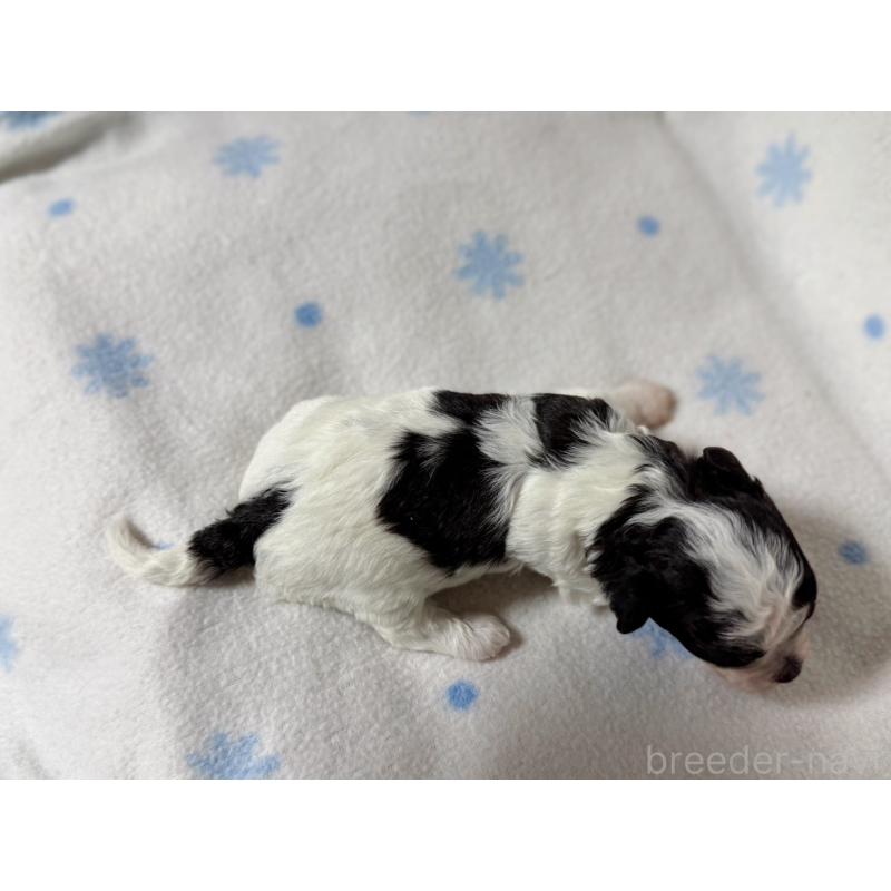 販売中の東京都のミックス犬-426478の2枚目