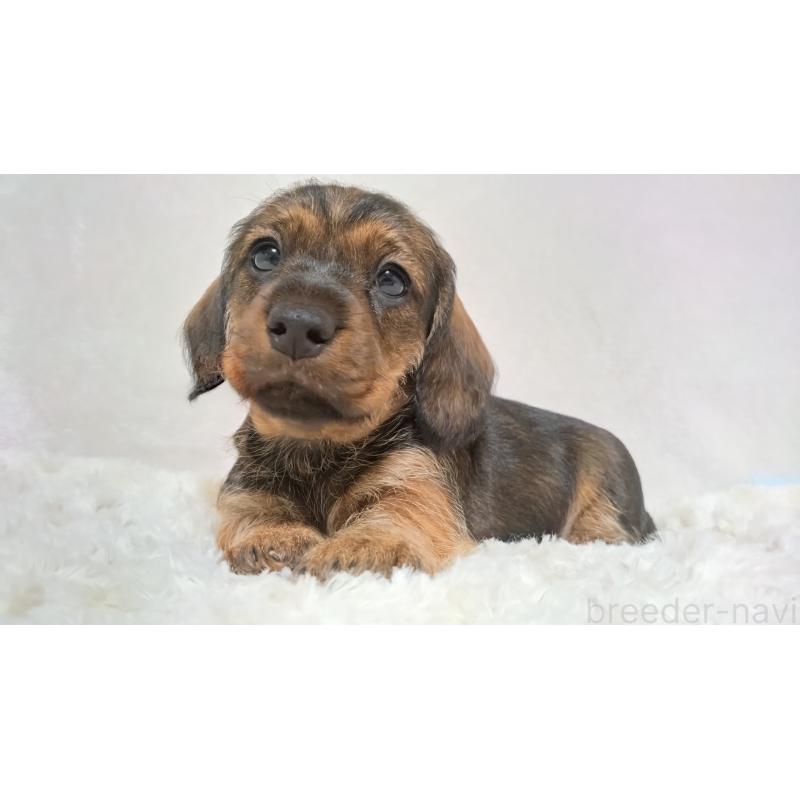 販売中の北海道のミニチュアダックスフンド(ワイヤーヘアード)-418253の5枚目