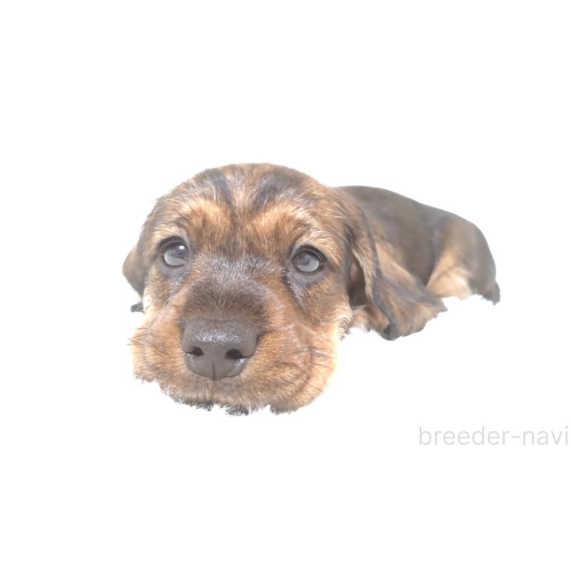 販売中の北海道のミニチュアダックスフンド(ワイヤーヘアード)-418253の4枚目