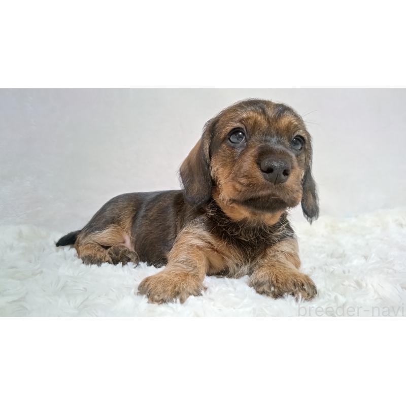 販売中の北海道のミニチュアダックスフンド(ワイヤーヘアード)-418253の3枚目