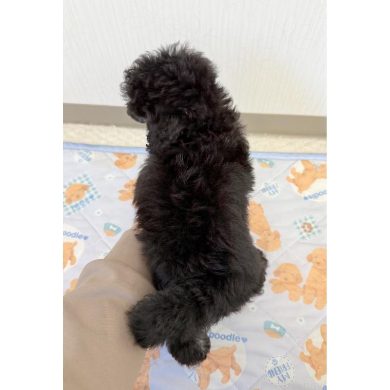 成約済の埼玉県のトイプードル-414792の4枚目