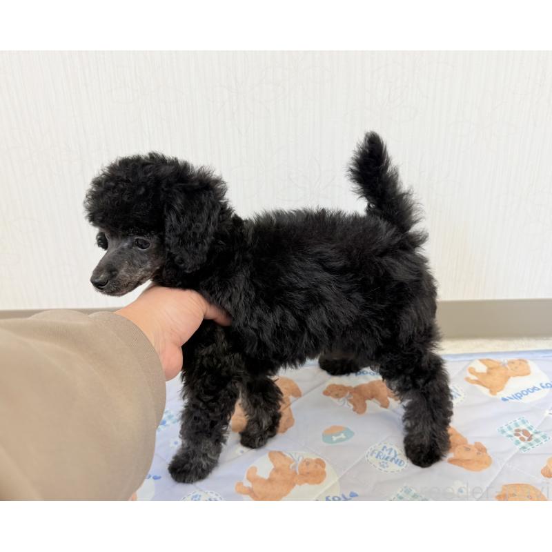 成約済の埼玉県のトイプードル-414792の3枚目