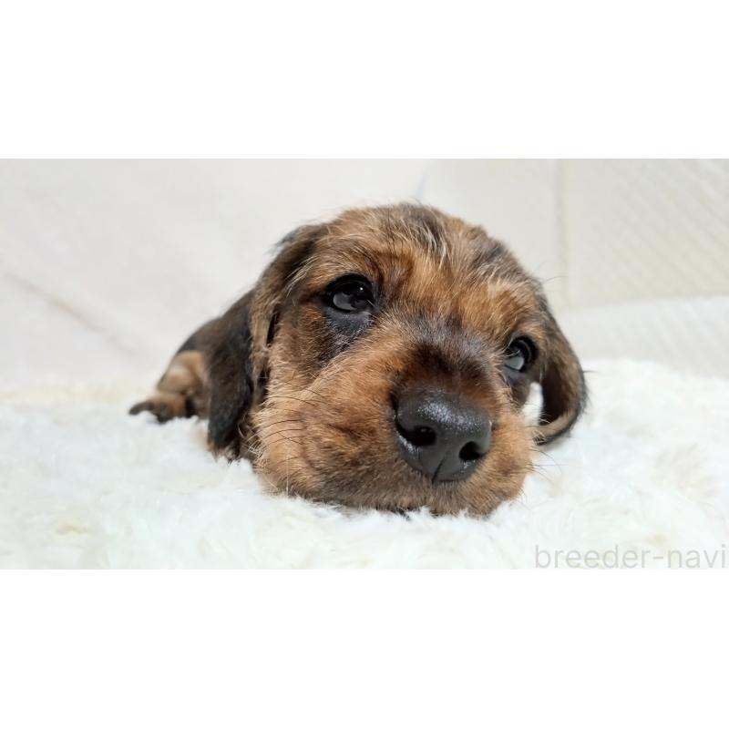 販売中の北海道のミニチュアダックスフンド(ワイヤーヘアード)-420089の5枚目