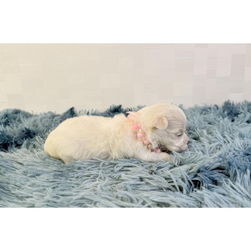 販売中の埼玉県のマルチーズ-426481の5枚目