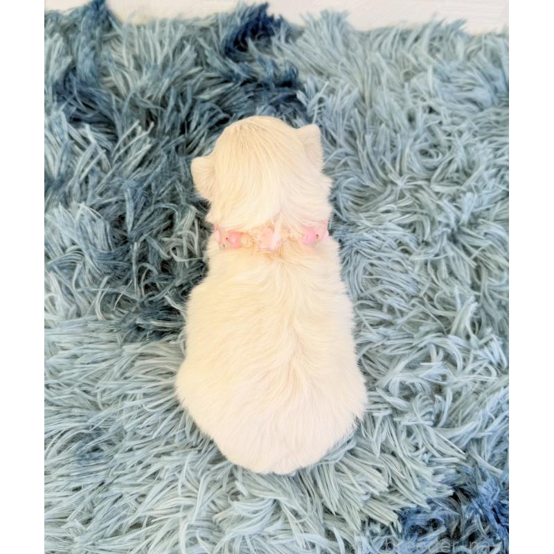 販売中の埼玉県のマルチーズ-426481の4枚目