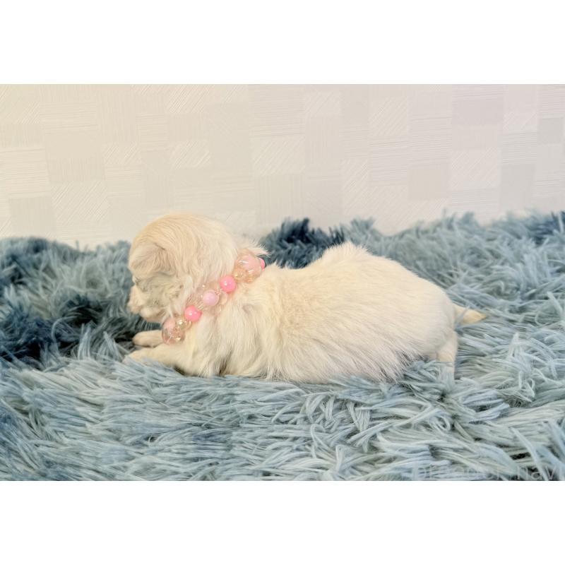 販売中の埼玉県のマルチーズ-426481の3枚目